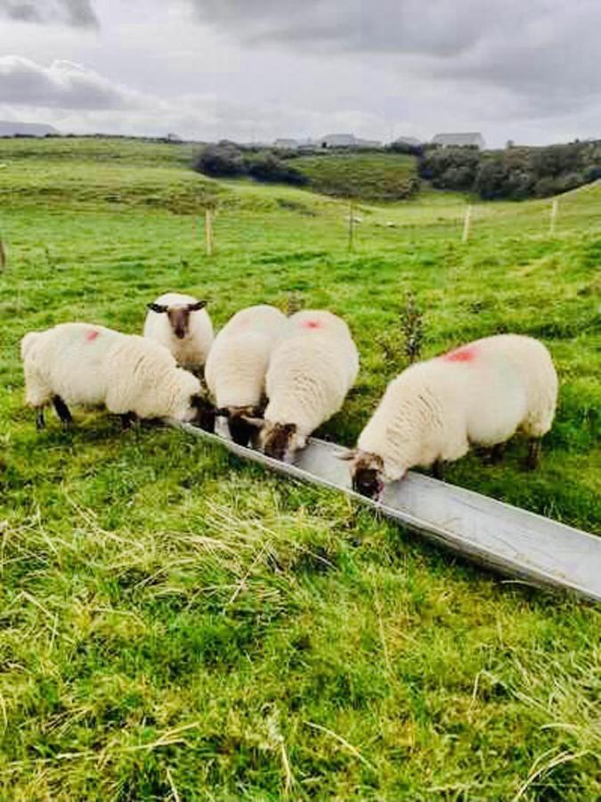 The Snuggly Sheep Shepherd Hut Farm Stay Ballyshannon Exterior photo